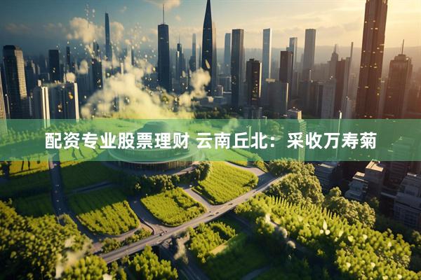 配资专业股票理财 云南丘北：采收万寿菊